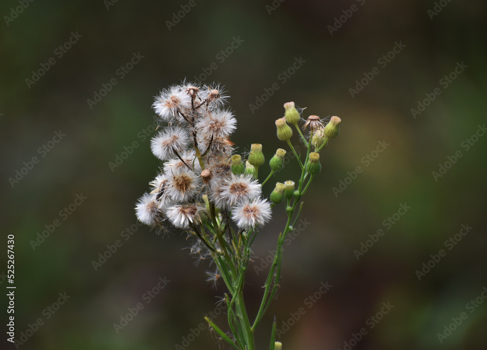 white colored thistle and bud of plant white colored thistle and bud of plant