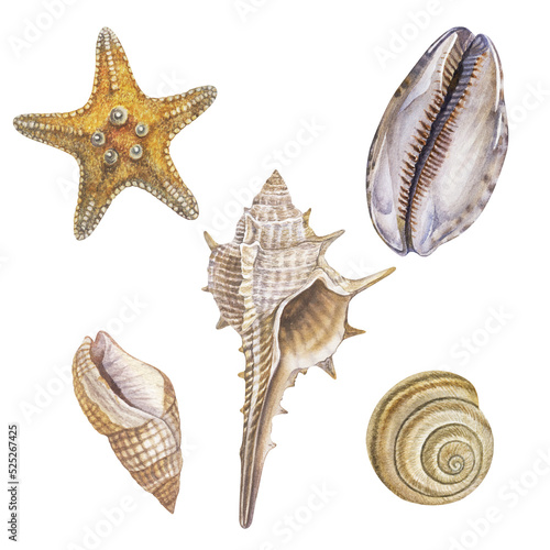 Watercolor set of seashells and starfish on an isolated white background, hand drawing, summer sea clipart