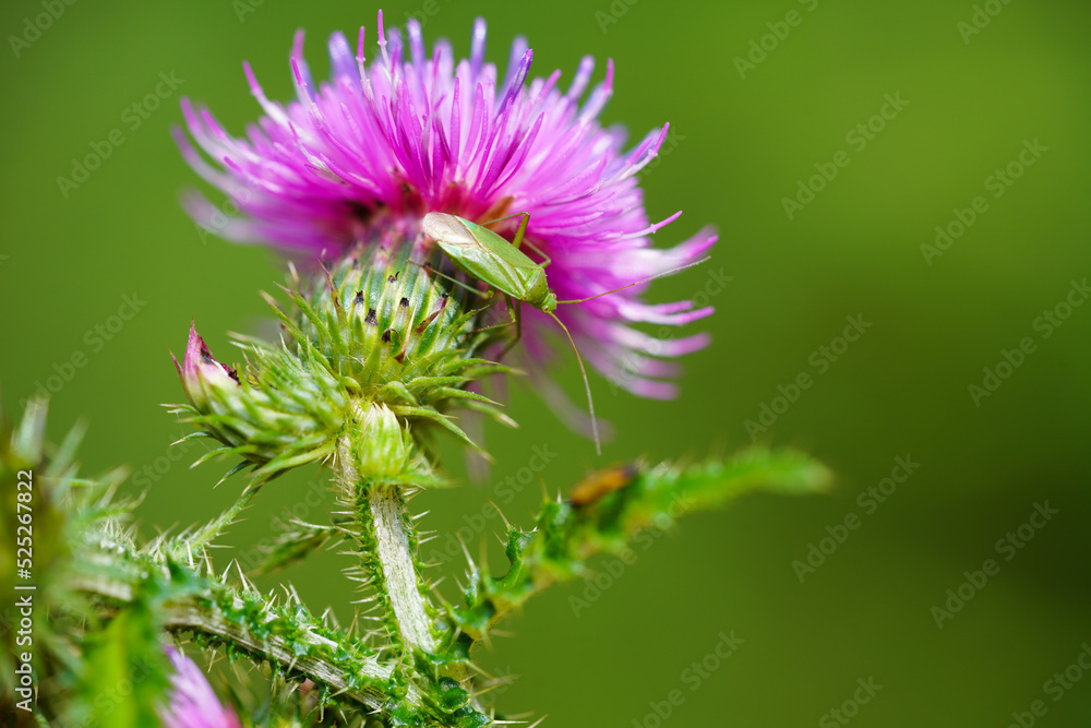Green bug on a thistle blossom. Close up of insect in natural environment.
Green bug on a thistle blossom. Close up of insect in natural environment.