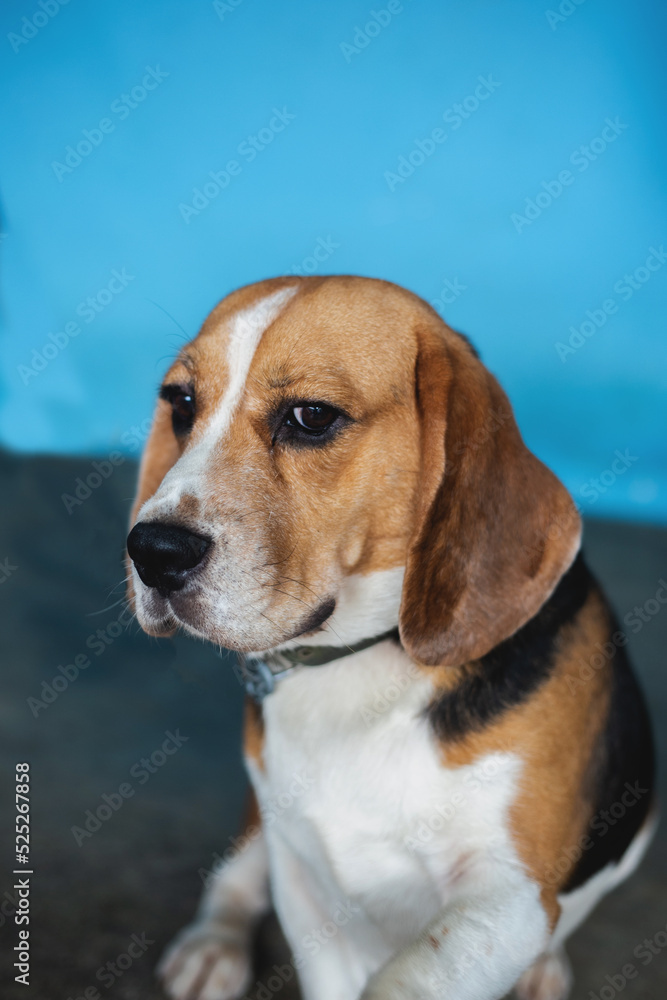 This is a beagle dog. it's missing you and waiting for you to come back