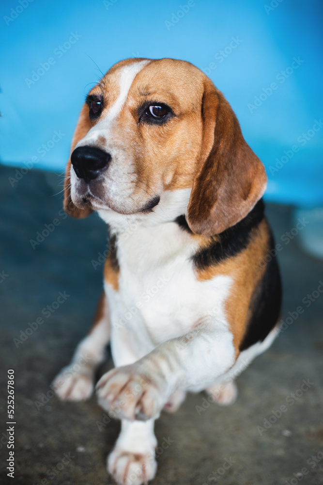 doggy, carnivore, colours, companion, dog, friends, look, lovely, mammal, obedient, pedigree, pet, purebred, smart, adorable, loyalty, breed, care, cattle, portrait, animal, cute, background, friend, doggy, carnivore, colours, companion, dog, friends, look, lovely, mammal, obedient, pedigree, pet, purebred, smart, adorable, loyalty, breed, care, cattle, portrait, animal, cute, background, friend,