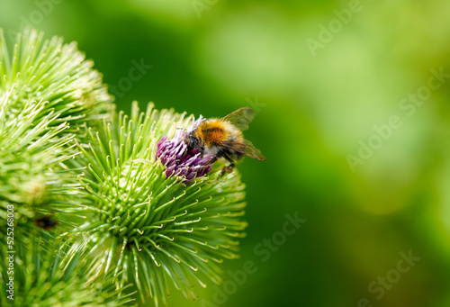 A bumble bee collects nectar on a thistle flower. Insect close-up in natural environment. Bombus. 