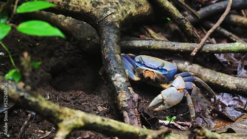 Costa Rica Crab, Blue Land Crab (cardisoma guanhumi) Rainforest Wildlife and Animals in Tortuguero National Park, Walking and Moving Towards its Hole in the Ground, Central America photo