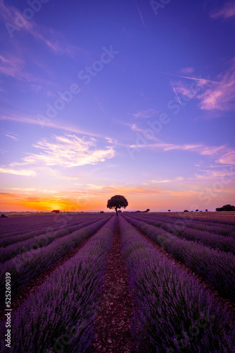 Sunset in a lavender field with blooming flowers, natural landscape, Brihuega. Guadalajara, Spain.