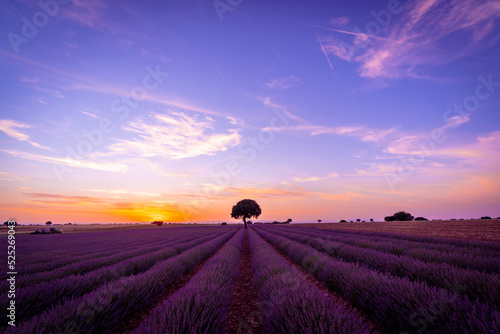 Sunset in a lavender field in summer, natural landscape, Brihuega. Guadalajara, Spain.
