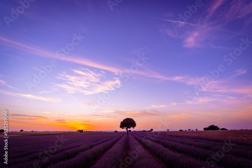Beautiful sunset in a lavender field in summer, natural landscape, Brihuega. Guadalajara, Spain.