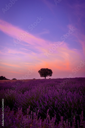 Sunset in a lavender field with a purple sky, natural landscape, Brihuega. Guadalajara, Spain
