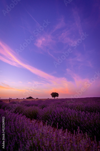 Sunset in a lavender field with a purple sky, natural landscape, Brihuega. Guadalajara, Spain