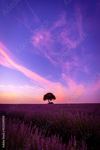 A tree at sunset in a lavender field with a purple sky, natural landscape, Brihuega. Guadalajara