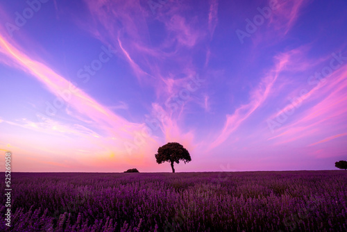 Silhouette of a tree at sunset in a lavender field, natural landscape, Brihuega. Guadalajara