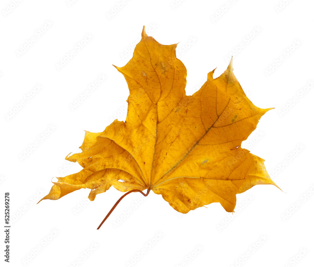 Autumn maple branch with leaves isolated on background Autumn maple branch with leaves isolated on background