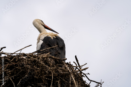 Wallpaper Mural white stork in nest Torontodigital.ca