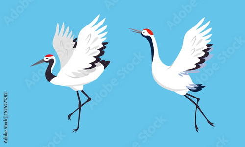 Beautiful dancing Japanese cranes set. Stork, egret, heron birds vector illustration