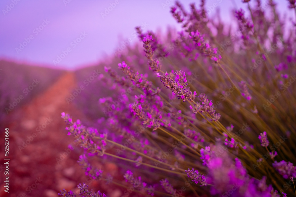 Blooming purple flowers in a lavender field at sunset Blooming purple flowers in a lavender field at sunset