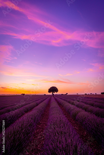 Sunset in a lavender field in summer, Brihuega. Guadalajara. with a beautiful sky