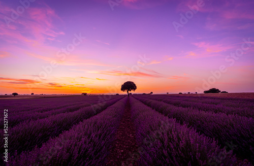 Purple and orange sky at sunset in a lavender field in summer, Brihuega. Guadalajara