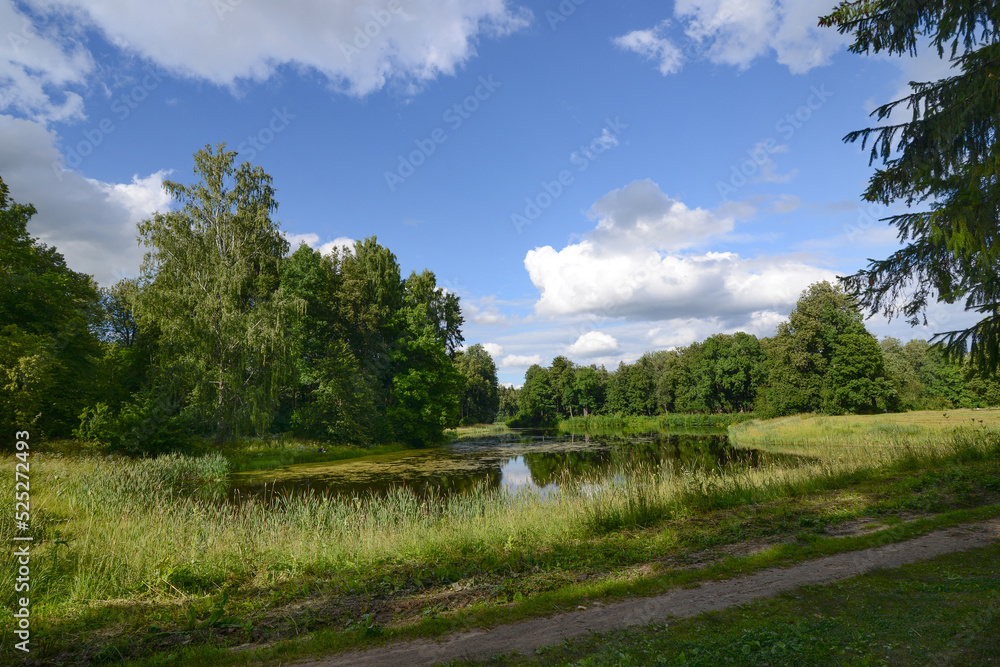 Beautiful summer nature landscape with a overgrown grass pond, lake or river and green forest. Pavlovsk park