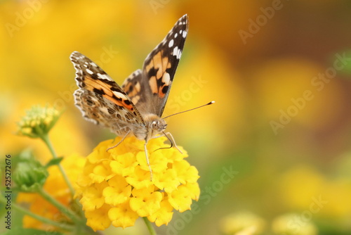 Colorful butterfly Painted lady (Vanessa cardui) on yellow flower, warm colors