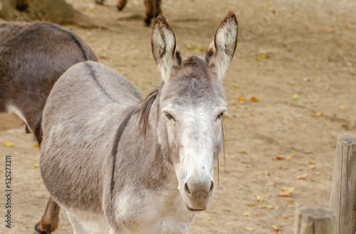 The donkey is a common pet around the world. Its ancestor is the African donkey. © rebaixfotografie