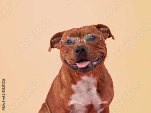 Staffordshire bull terrier dog with glasses . Pet on a pink background