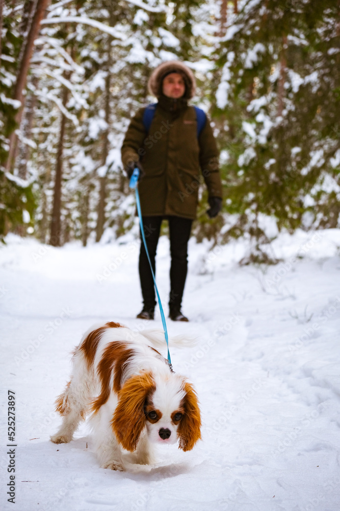 Person walking with dog in winter