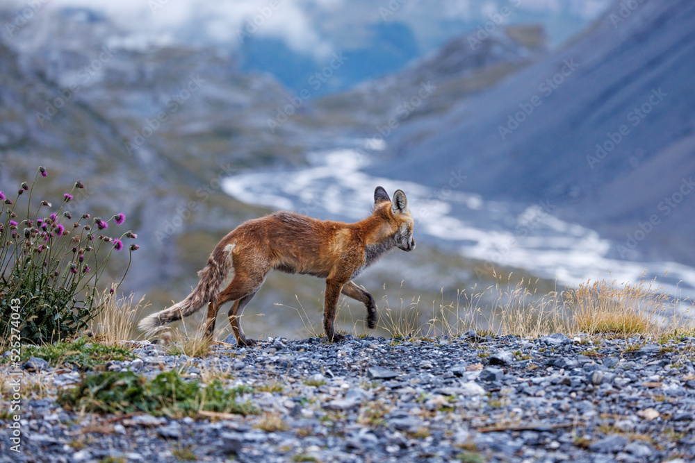 red fox overlooking Lämmerenboden on Gemmi Pass in Valais red fox overlooking Lämmerenboden on Gemmi Pass in Valais