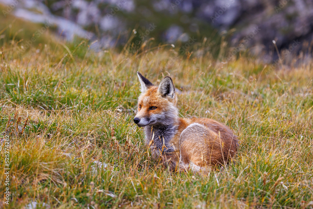 beautiful red fox (vulpes vulpes) lying in high alpine grass in Valais