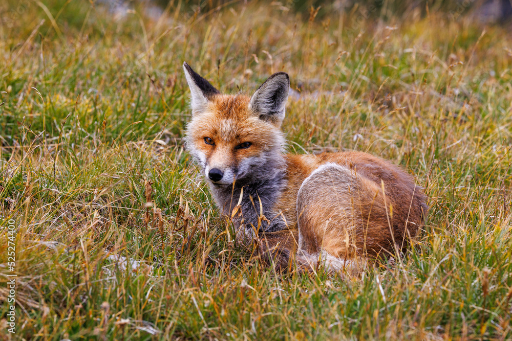 Naklejka premium beautiful red fox (vulpes vulpes) lying in high alpine grass in Valais