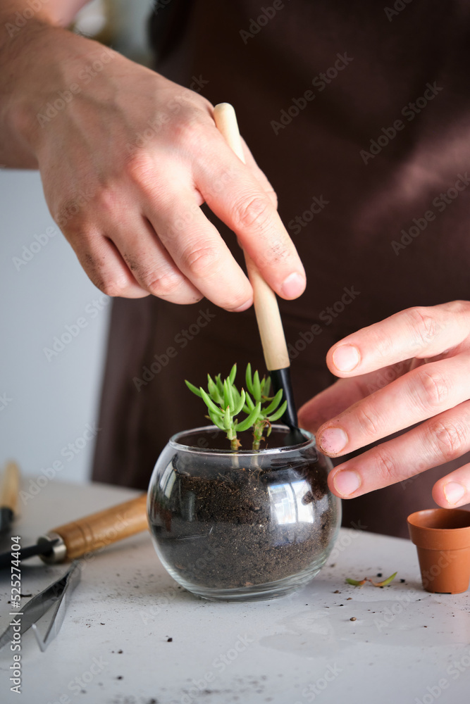 Man's hands transplanting a mini succulent plant, Tylecodon buchholzianus, to a crystal vase pot. Home gardening.
