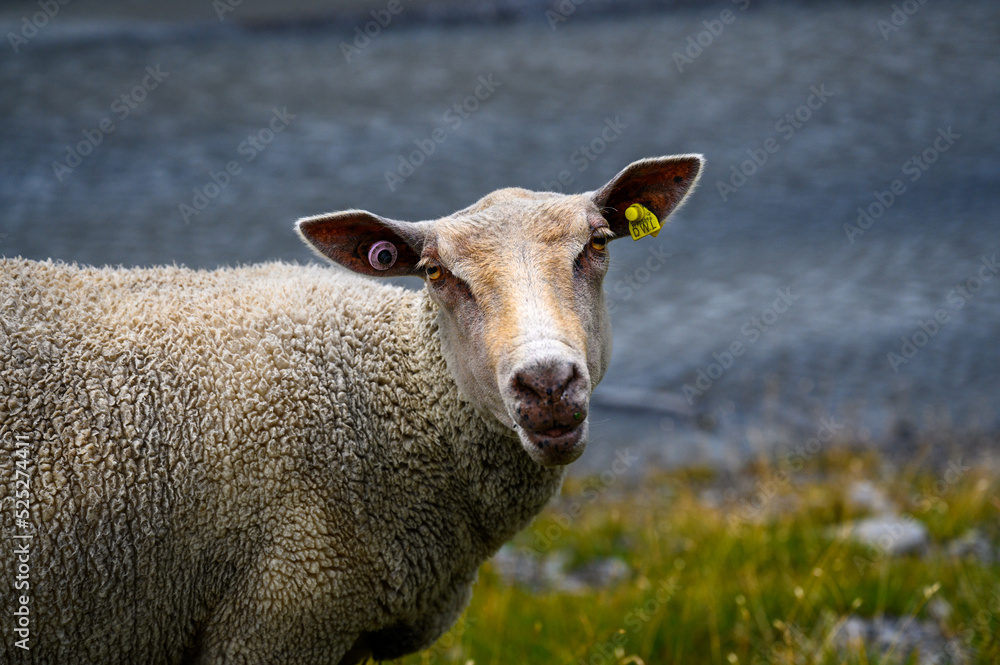 portrait of a mountain sheep in valais