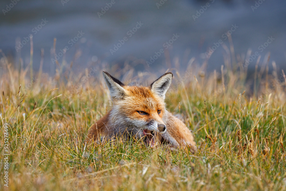 Obraz premium beautiful red fox (vulpes vulpes) yawning in high alpine grass in Valais