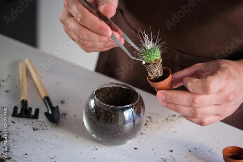 Man's hands using tweezers to repot a mini Mammillaria spinosissima or Un Pico, Tylecodon buchholzianus. Home gardening. photo