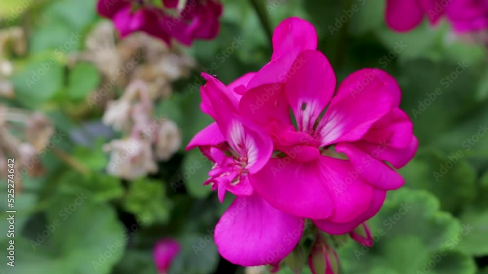 Close up of a beautiful pink Geranium flower growing outside Close up of a beautiful pink Geranium flower growing outside