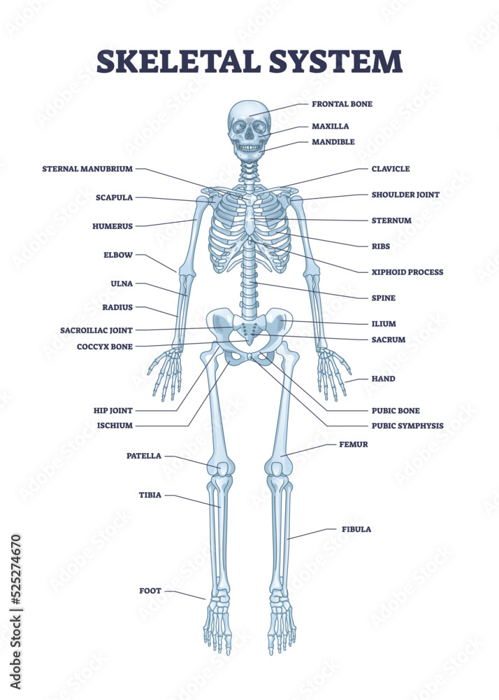 Poster Skeletal System With Body Skeleton Structure And Anatomy Outline Poster Skeletal System With Body Skeleton Structure And Anatomy Outline