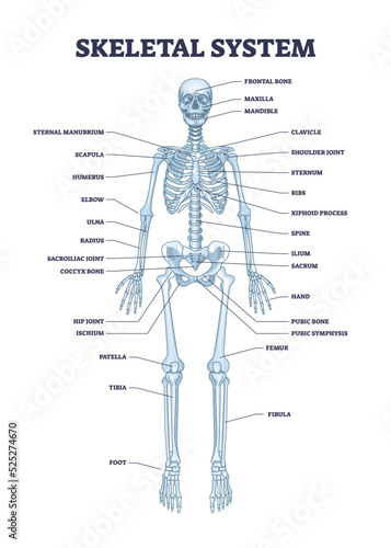 Skeletal system with body skeleton structure and anatomy outline diagram. Labeled educational medical physiology with skull, spine, ribs, hand and leg bones vector illustration. Biological human model
