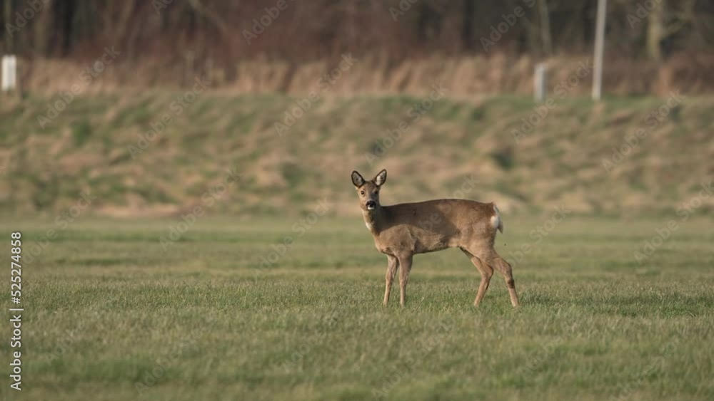 Grazing European roe deer in meadow halts to take a long poop Grazing European roe deer in meadow halts to take a long poop