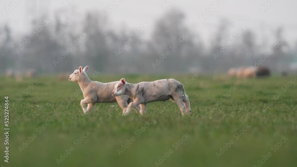 Lambs running around joyfully in a green paddock on a beautiful farm Lambs running around joyfully in a green paddock on a beautiful farm