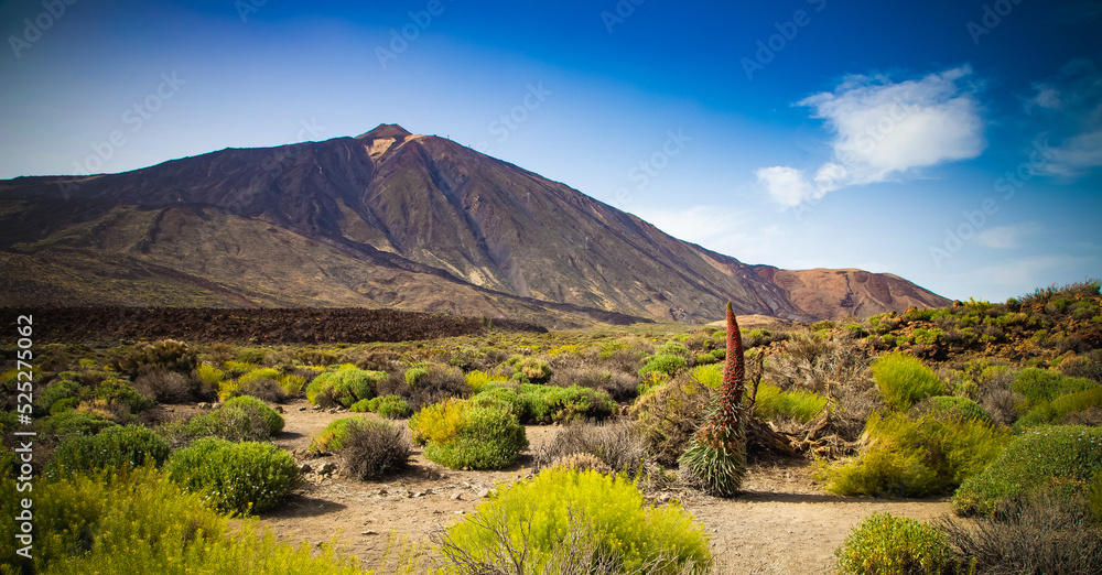 tajinastes, the unique and special flowers in the Teide National Park, Tenerife, Spain