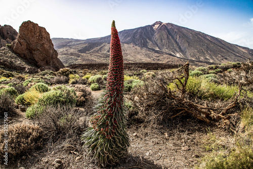 tajinastes, the unique and special flowers in the Teide National Park, Tenerife, Spain photo