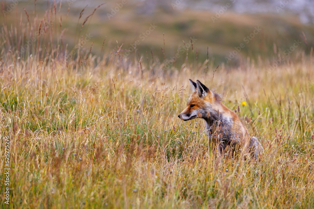 beautiful red fox (vulpes vulpes) hunting in high alpine grass in Valais beautiful red fox (vulpes vulpes) hunting in high alpine grass in Valais