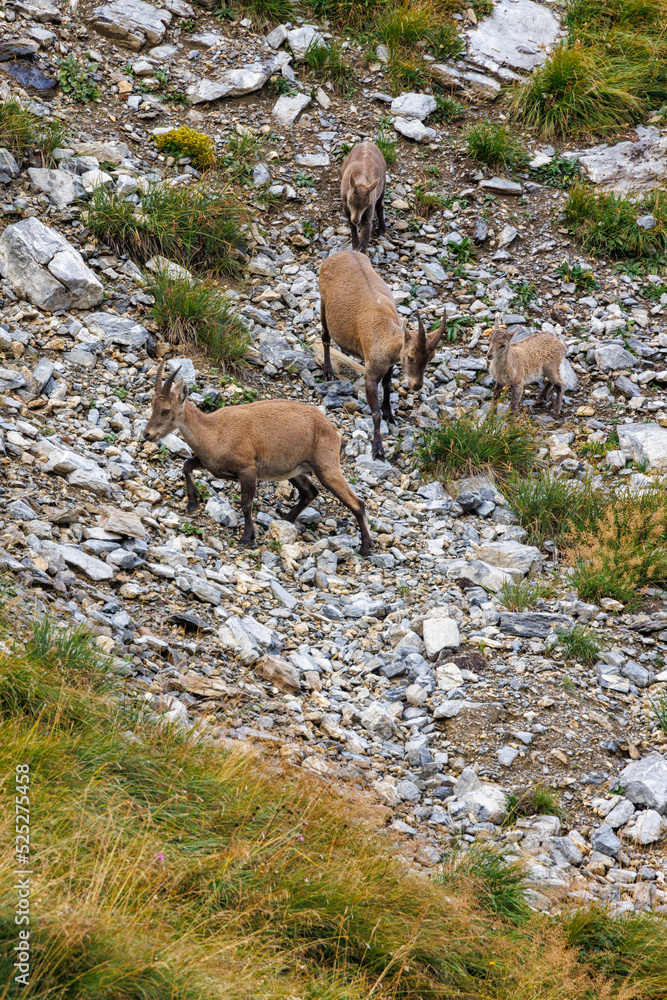 two ibex mothers with their fawns in the swiss alps