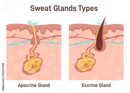Sweat glands. Apocrine and eccrine gland anatomy. Cross section photo