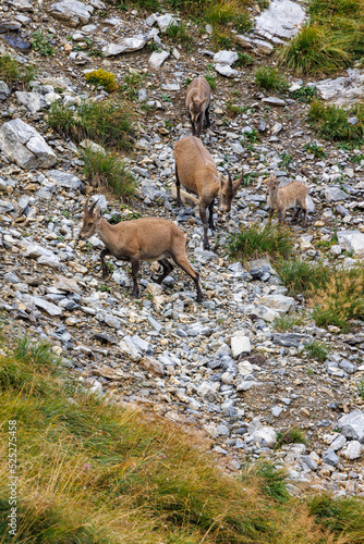 two ibex mothers with their fawns in the swiss alps