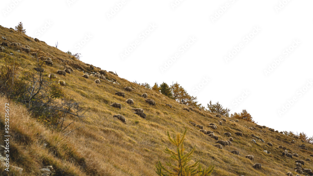 Naklejka premium Moutons