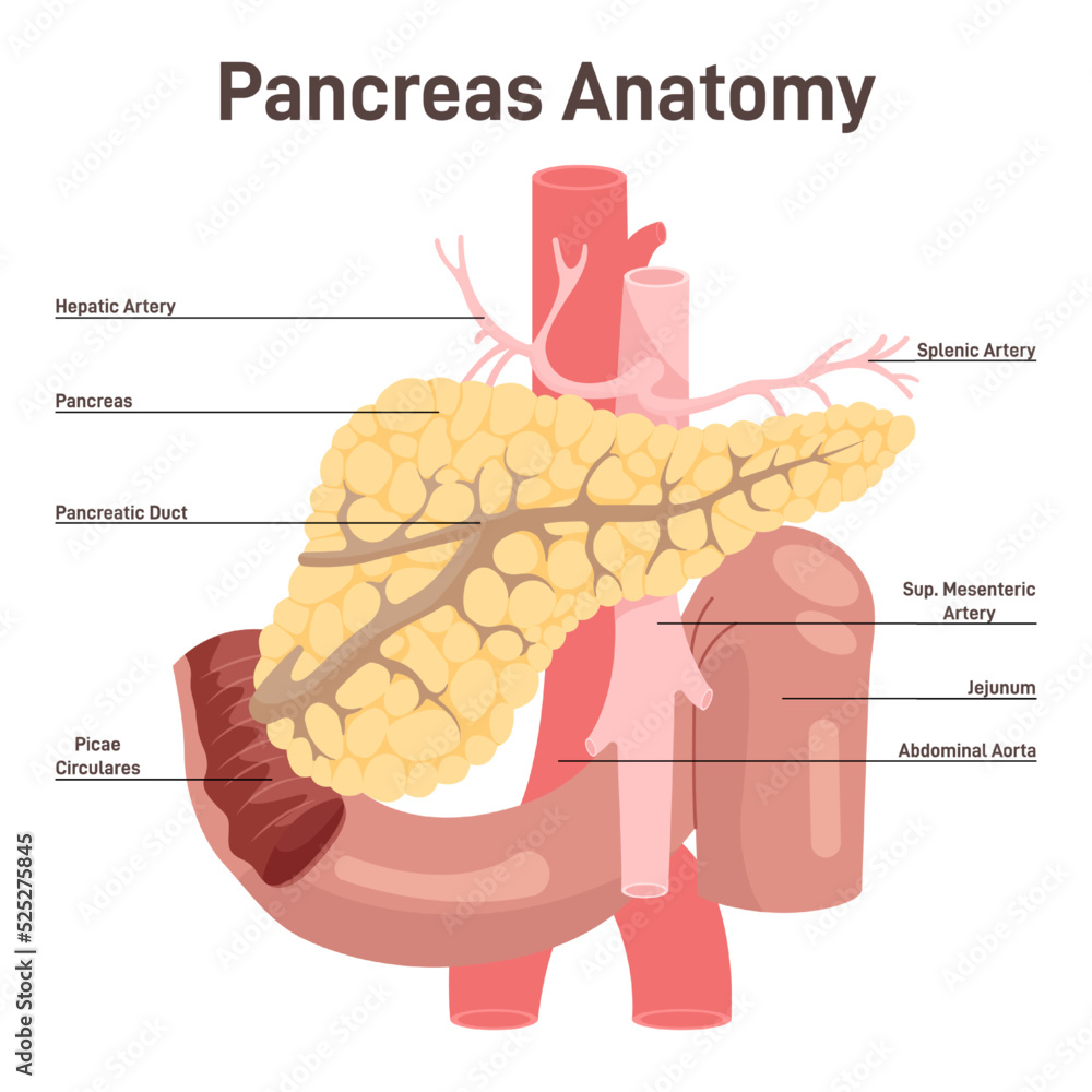 Pancreas anatomy. Blood supply and organ structure. Digestive enzymes ... Biology Diagrams