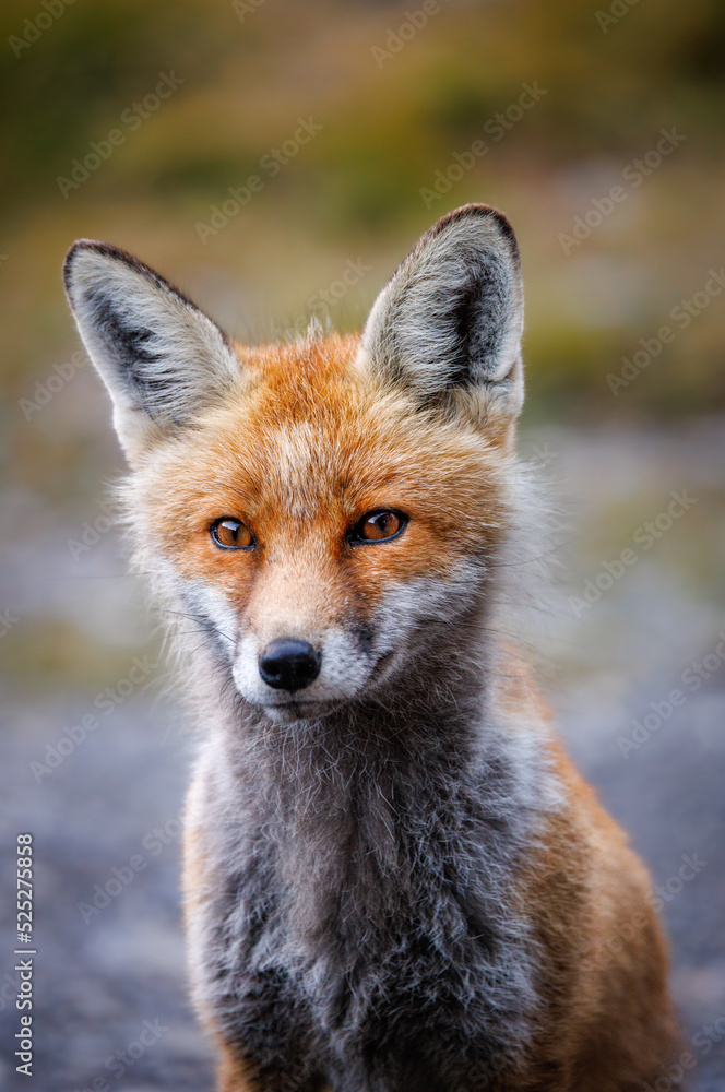Obraz premium portrait of a red fox near an alpine hut