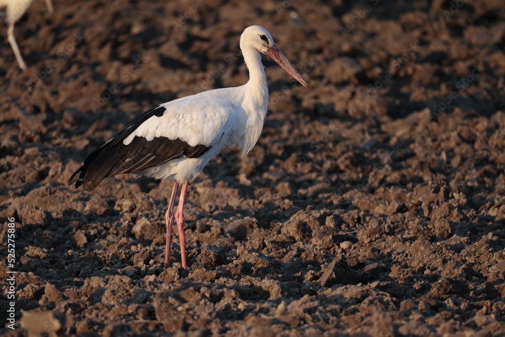weissstorch acker altreu schweiz schnabel weissstorch acker altreu schweiz schnabel