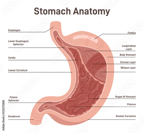 Stomach anatomy. External and internal structure of the stomach