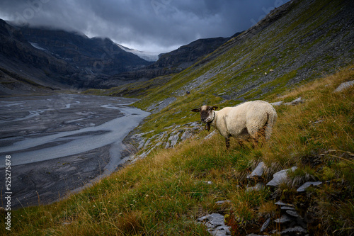 mountain sheep in Lämmerenboden in valais