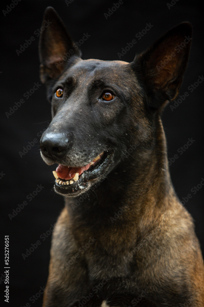 belgian shepherd malinois portrait on black background